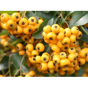 JARZĘBINA kolumnowa żółta - sadzonki 50 / 60 cm